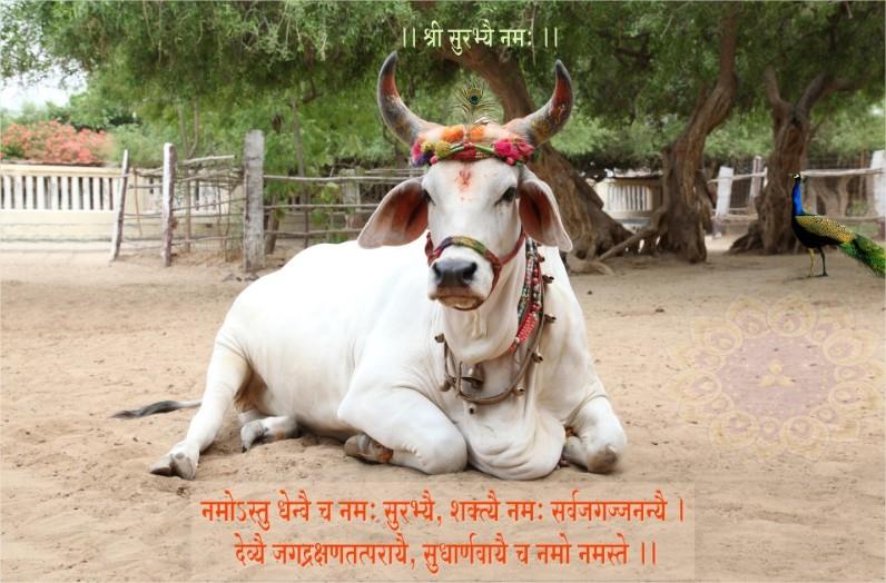 पथमेड़ा गौशाला जालौर