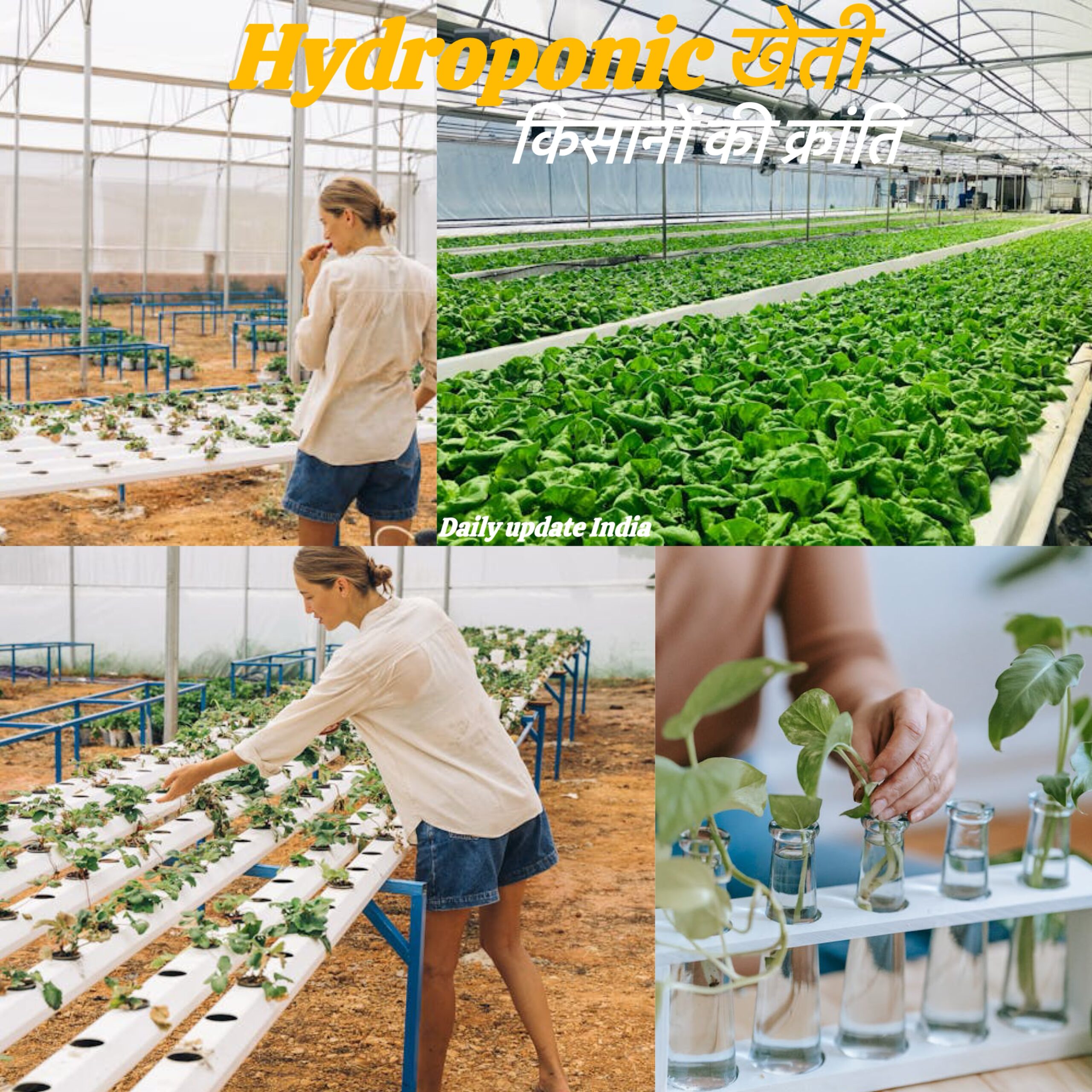 Hydroponic खेती: भविष्य की स्मार्ट फार्मिंग और किसानों की क्रांति